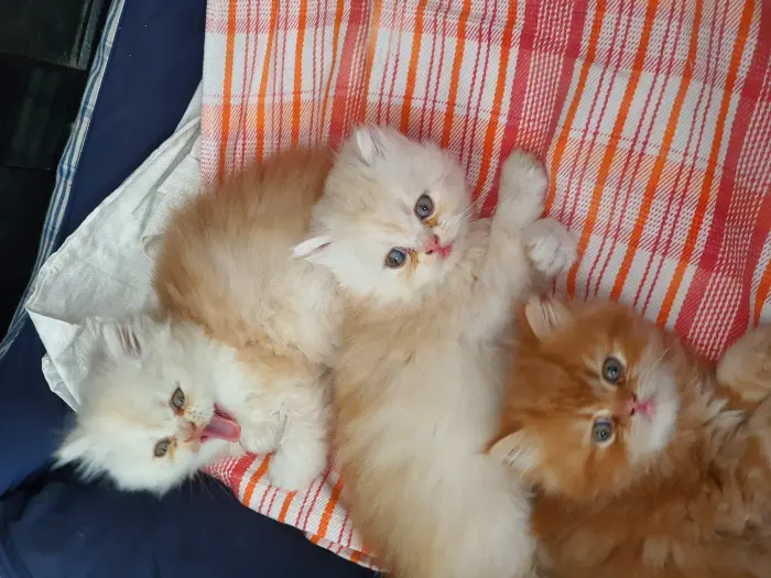 Chattons Persans Imalaya