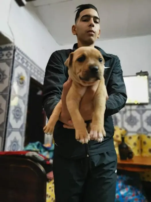 Frikhat staf american