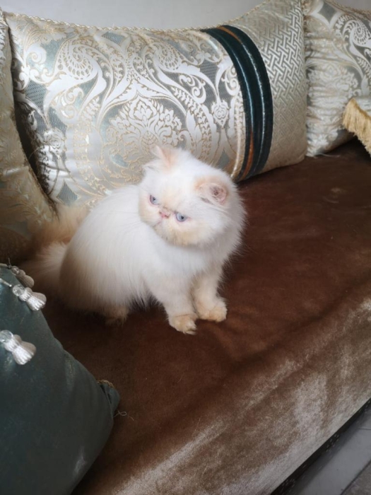 Chats persan femelle âge de 4 mois pur race