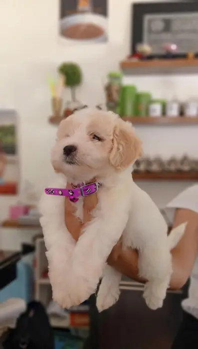 Bichon havanais et maltais