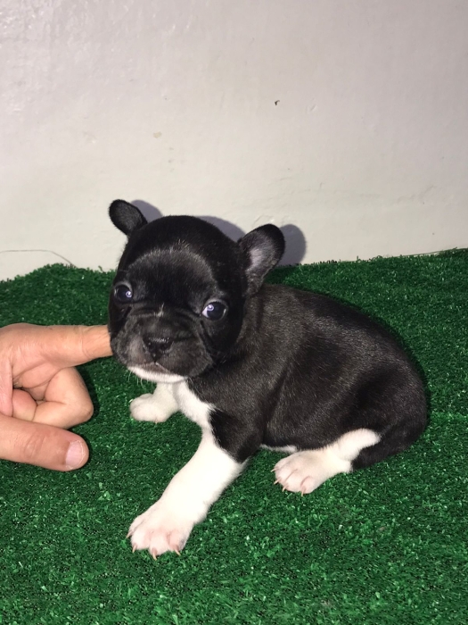 Bulldog français pure race