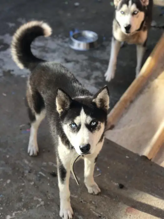 Husky
