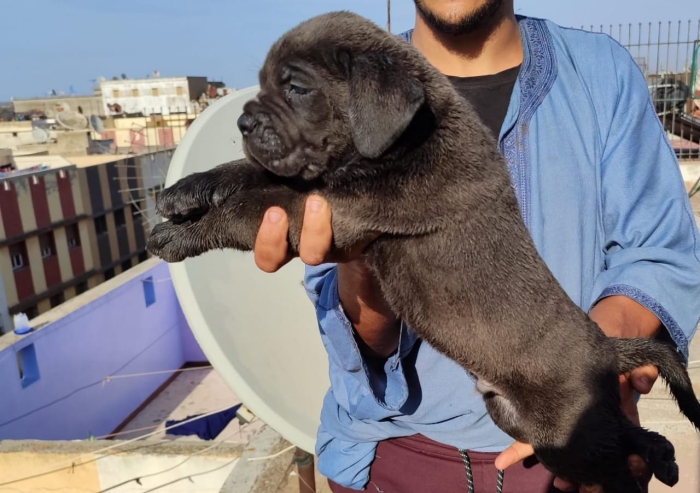 Disp chiot cane corso top d top