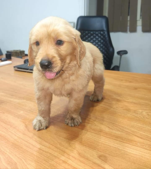 Disponible chiot golden retriever pur rac