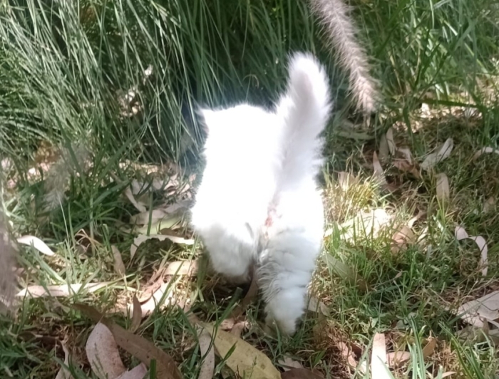 Femelle himalayen orange points