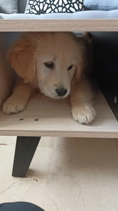 Golden Retriver Chiot Male