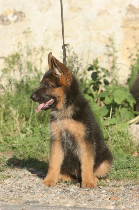 Berger Allemand 💥