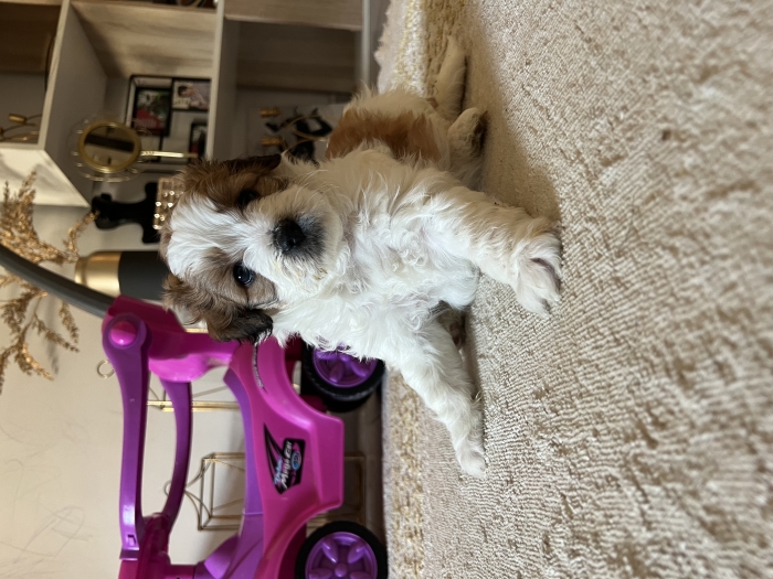 Chiot bichon dispo sur sale