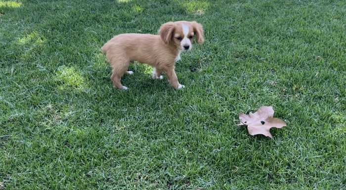 Cavalier King Charles croisé