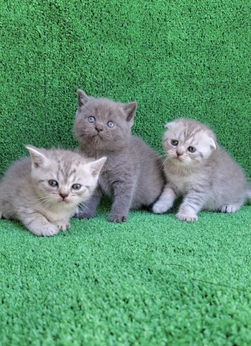 Chatton Scottish fold and straight