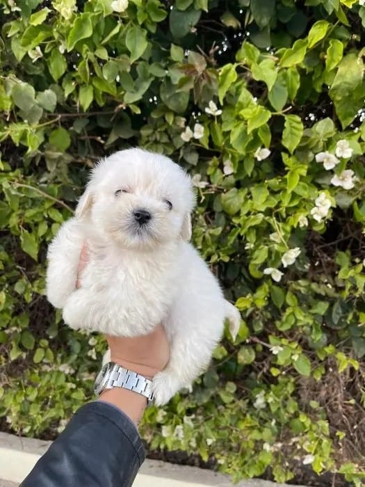 Chiots Bichon maltais pure race