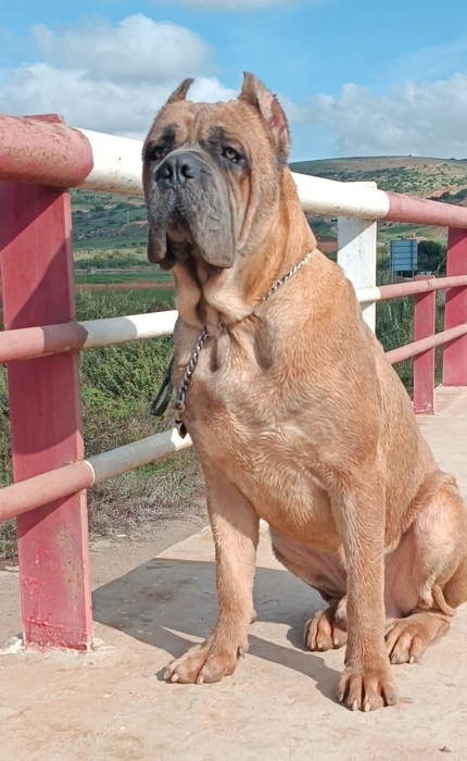 Cane corso
