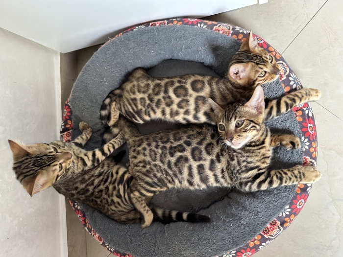 Chatons bengal avec pedigree