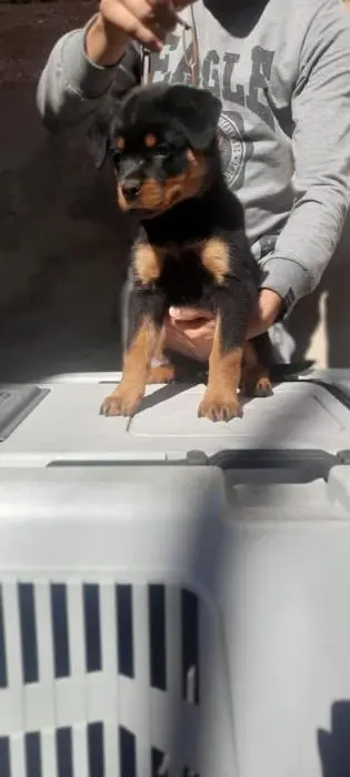 Chiots femelles rottweiler