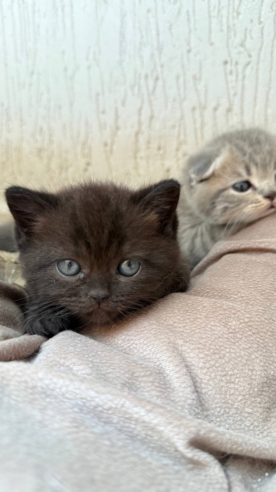 Scottish fold & british