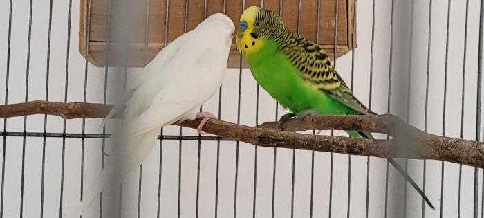 Vds perruches et diamants mandarins