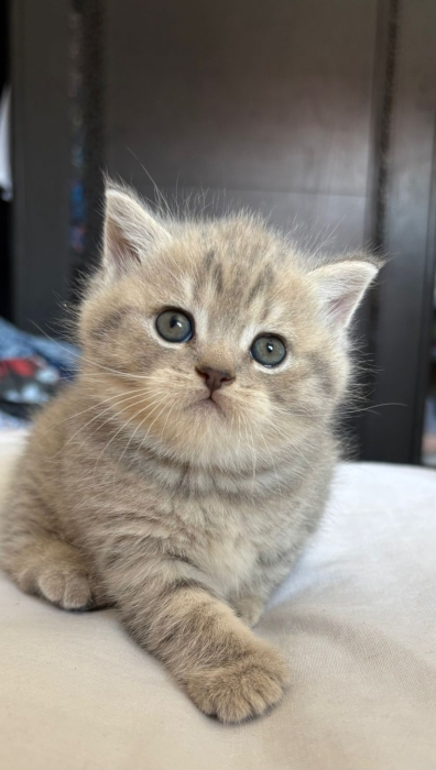 British shorthair