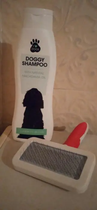 Chien Husky Sibérien Mâle.