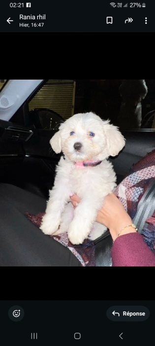 Chienne deux mois et demi yeux bleu