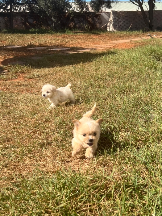 Bichon Havanais 🎊