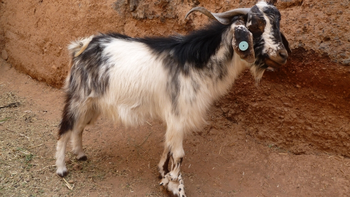 المعز ، قلعة مكونة