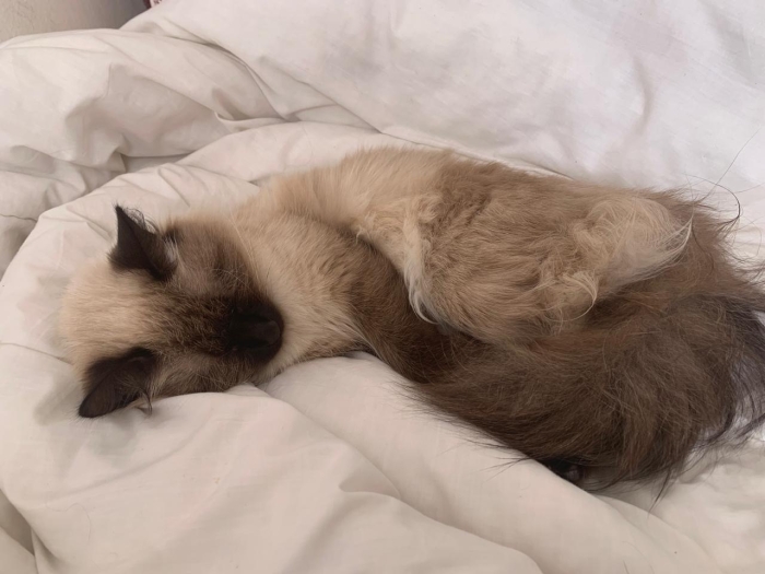 Chat siamois à vendre