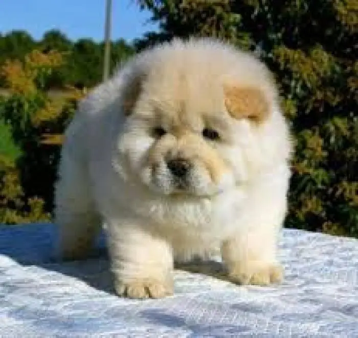 Chow-chow