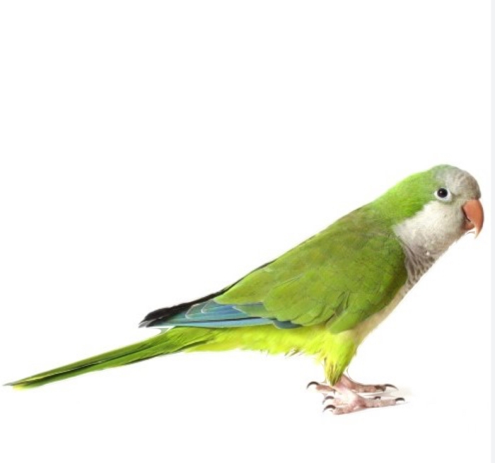 Oiseau quiker bien dressé à Casablanca