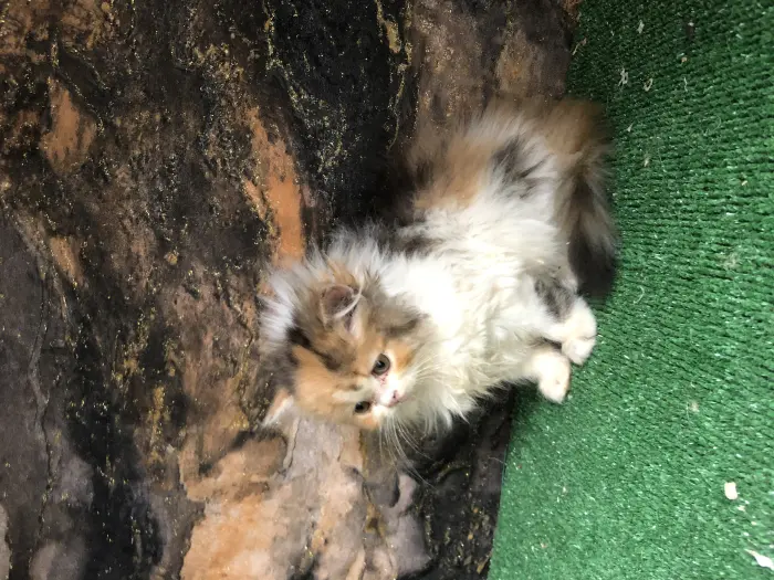 Chat persan chinchilla