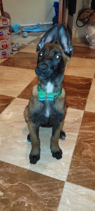 chien malinois