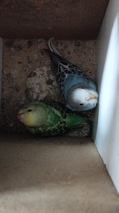 Oiseau perruche calopsite canari