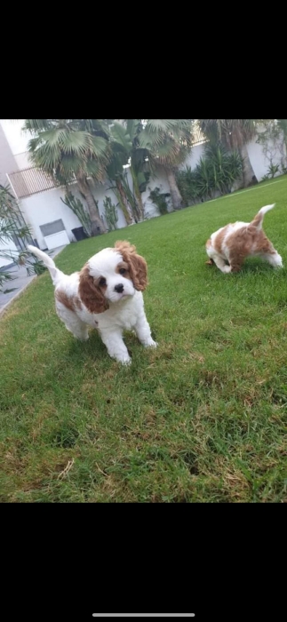 cavalier king charles