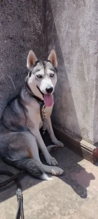 husky sibérien femelle