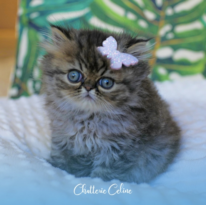 Persan Femelle- 2 mois