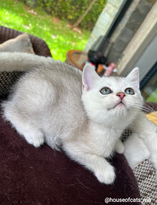 Chatons scottish straight