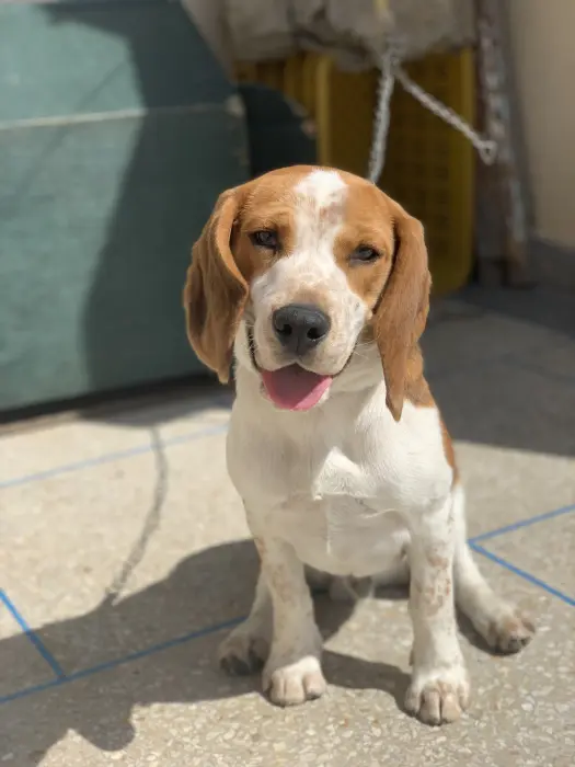 Beagle male