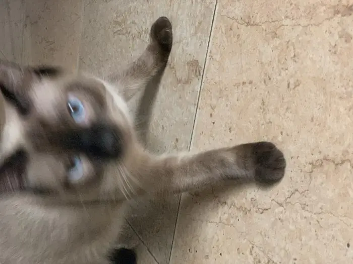 Un beau chat siamois male a vendre vacciner