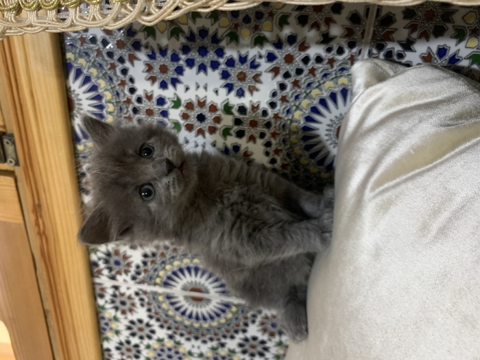 Chat british long hair