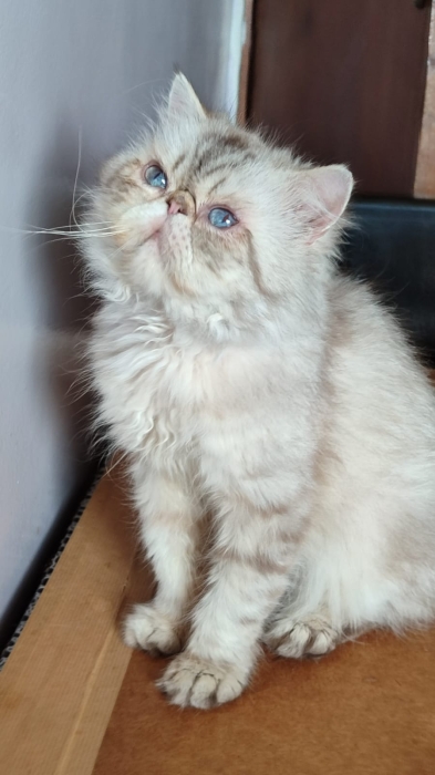 Chat persan  male adulte