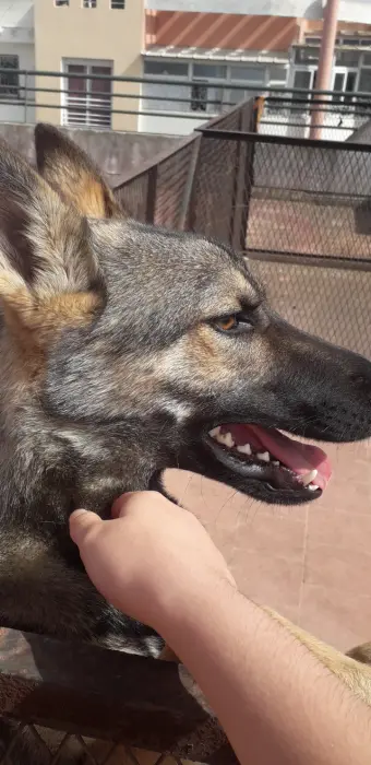 Husky croisé berger allemand