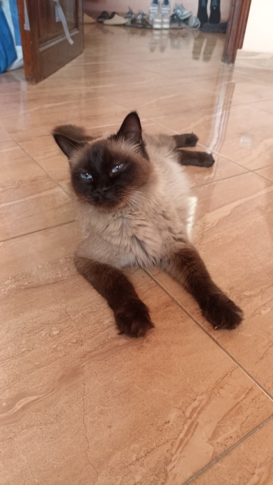 5 chatons balinais croisé tigré