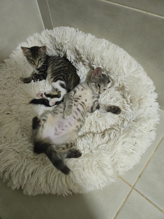 Chatons pour l adoption