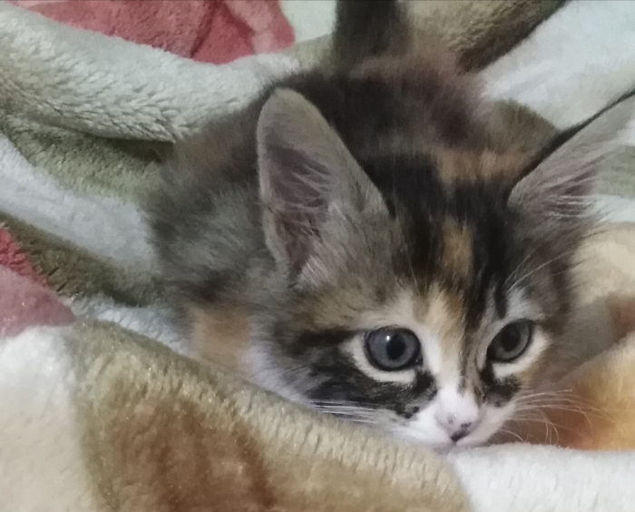 Une belle chatte pour adoption