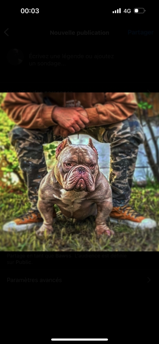 American Bully