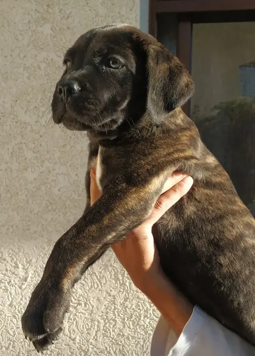 Chiot cane corso