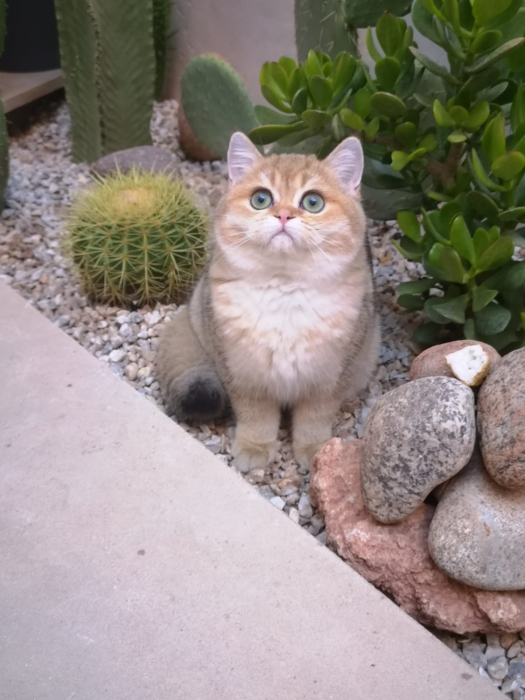 British shorthair cat