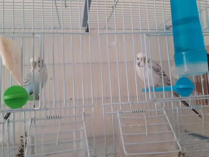 Perruche taxas à vendre