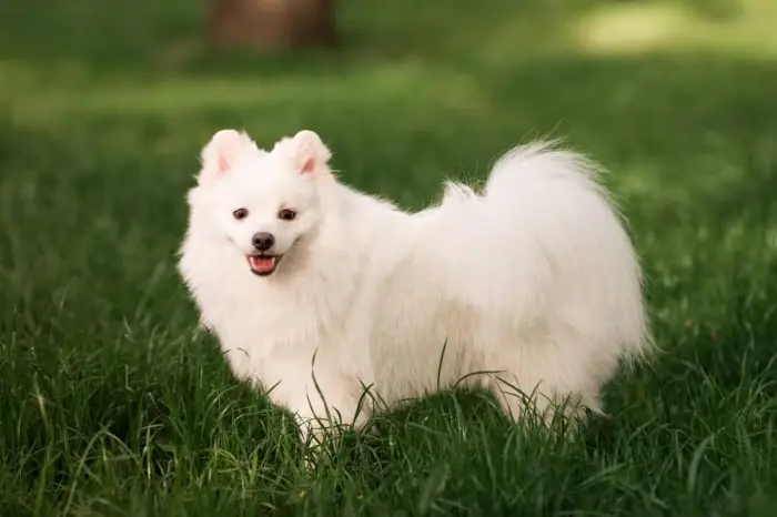 Chiots spitz