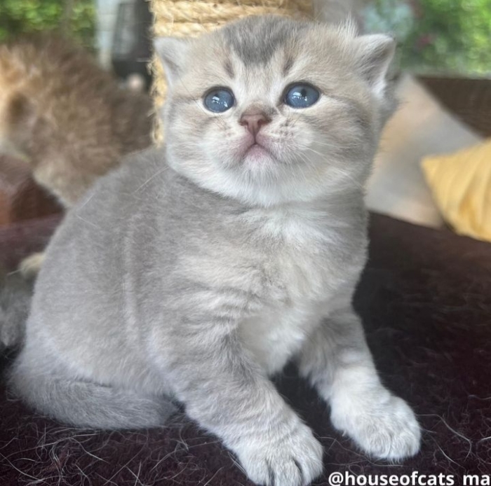 Scottish straight et fold