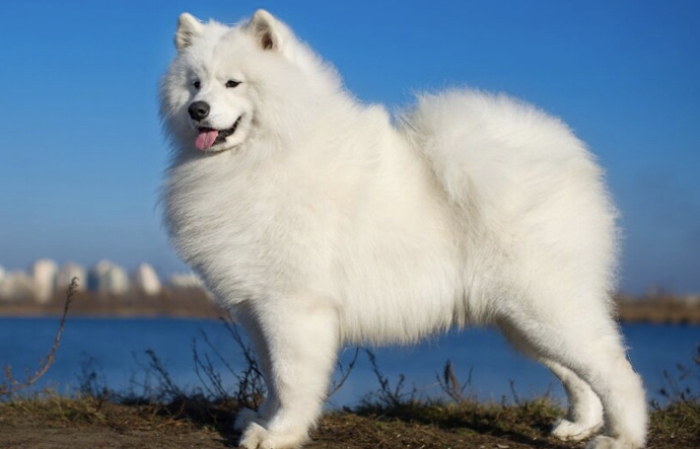 Samoyède russe